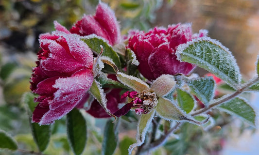 Uudenkuun Rauhanseremonia marraskuu 2025